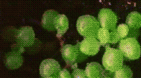 crassula expansa ssp. fragilis